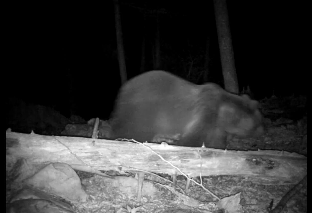Immagine per Porta la cena a domicilio ma si imbatte in un orso, paura per un rider a Sagrado